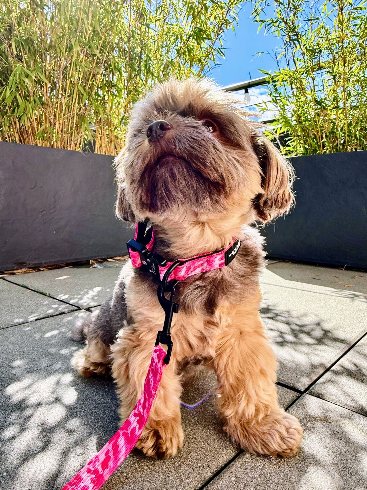 Standard Hundeleine SOFTLINE XS 1,5m Pink Camo