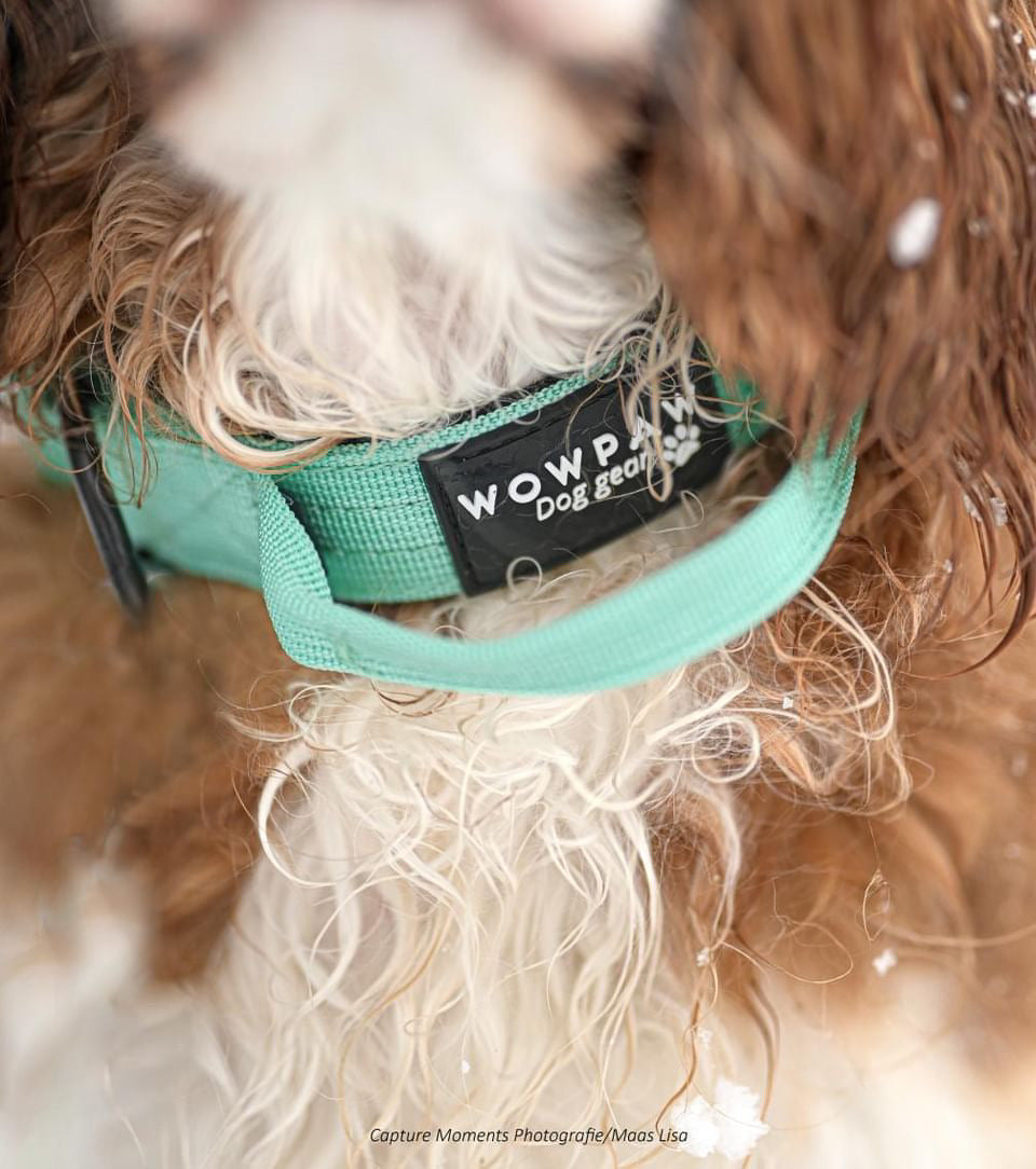 Wysokiej jakości taktyczna obroża dla psa XS 2,5 cm Mięta