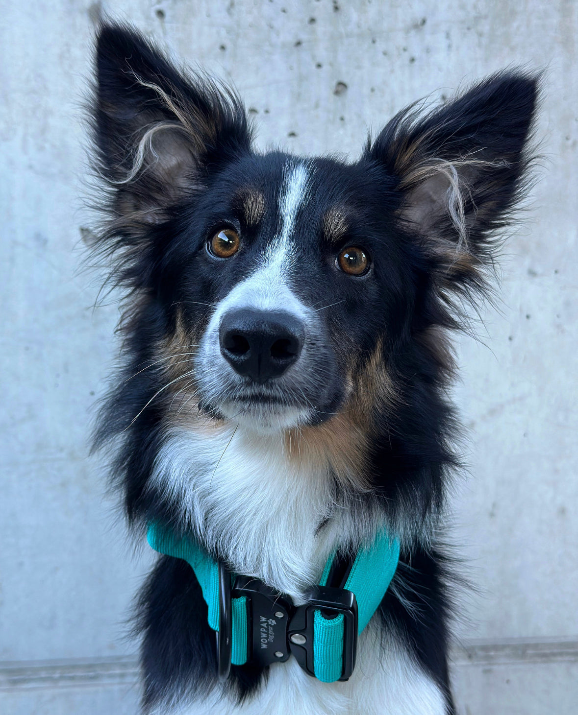 Hochwertiges taktisches Hundehalsband Türkis Größe S