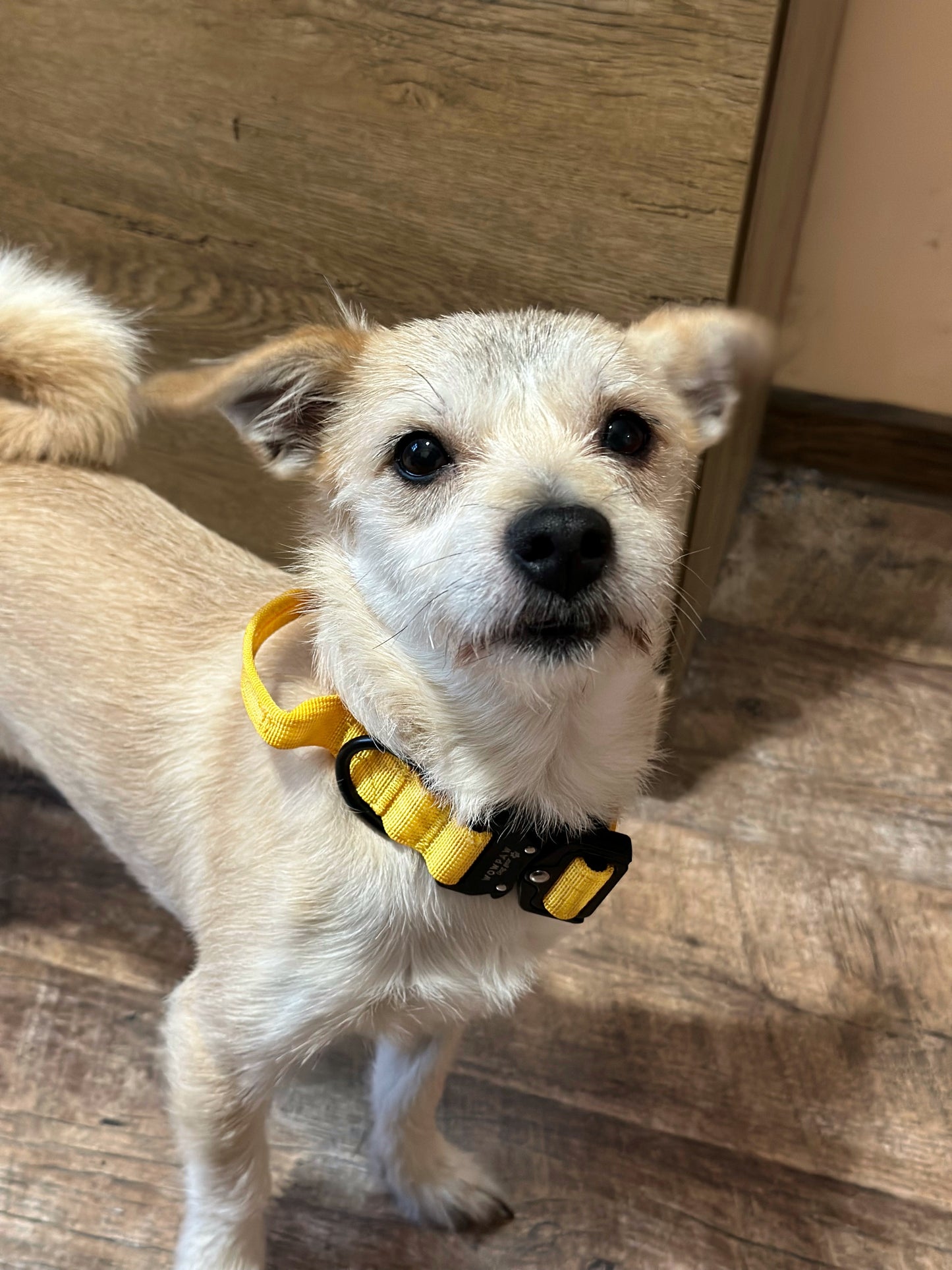 Wysokiej jakości taktyczna obroża dla psa XS 2,5 cm ciemnożółta