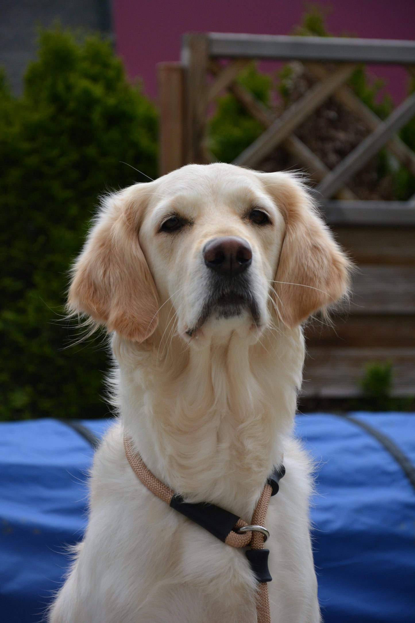 Smycz retriever o długości 140 cm beżowa