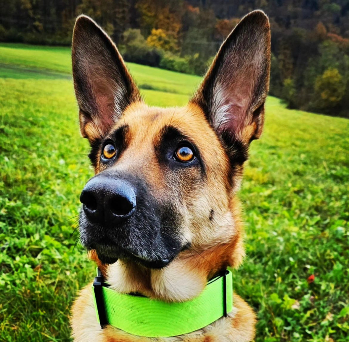 Wysokiej jakości obroża taktyczna dla psa w kolorze neonowej zieleni w rozmiarze M