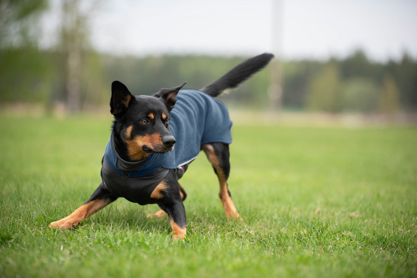 Jumppa Pomppa NEUE FARBEN Midnight & Habanero