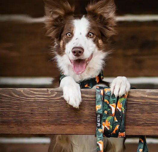 Regulowana smycz dla psa KETTU Green Forest Fox