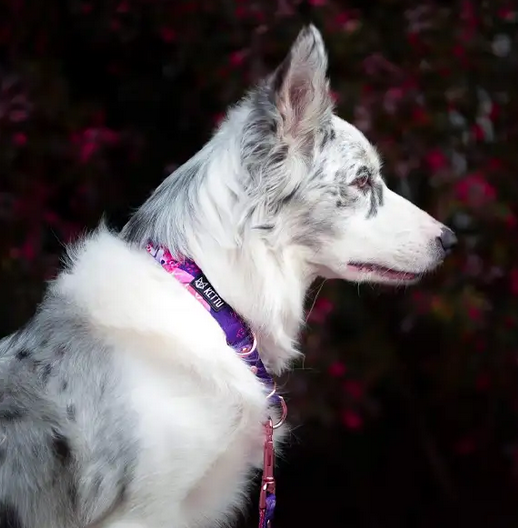 KETTU verstellbare Hundeleine White Arctic Fox