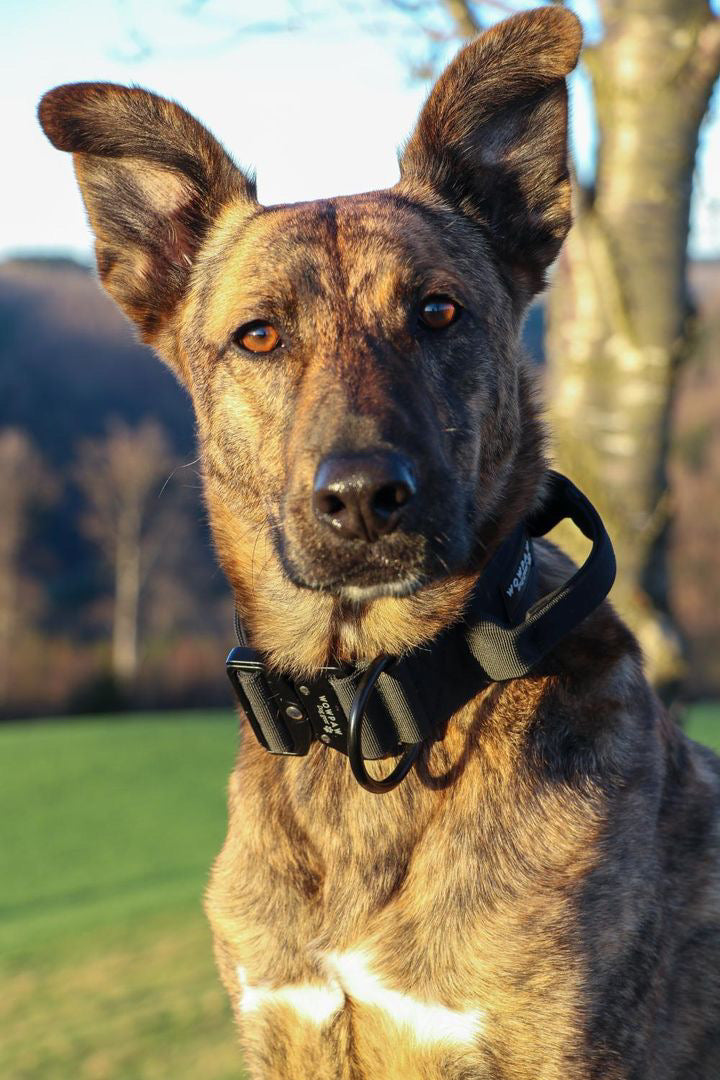 Hochwertiges taktisches Hundehalsband Schwarz Größe S
