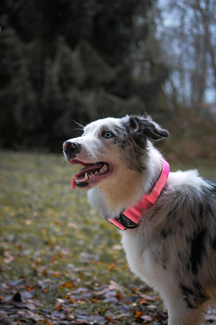 Collare tattico per cani di alta qualità rosa fluo taglia S