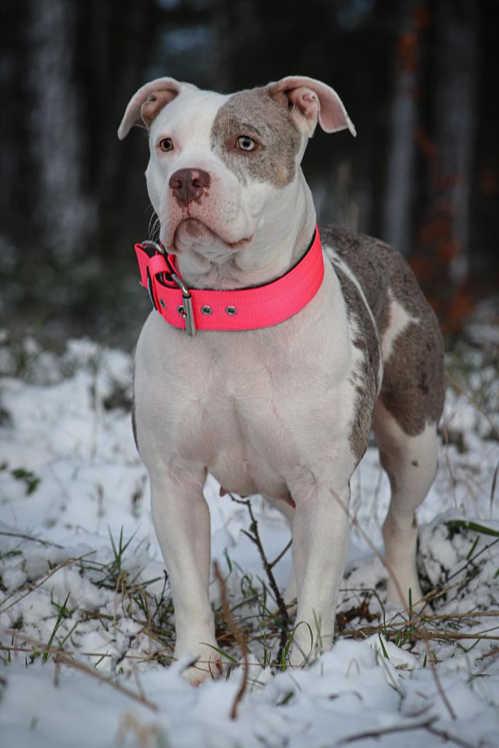 Collare per cani basic di alta qualità rosa neon taglia S