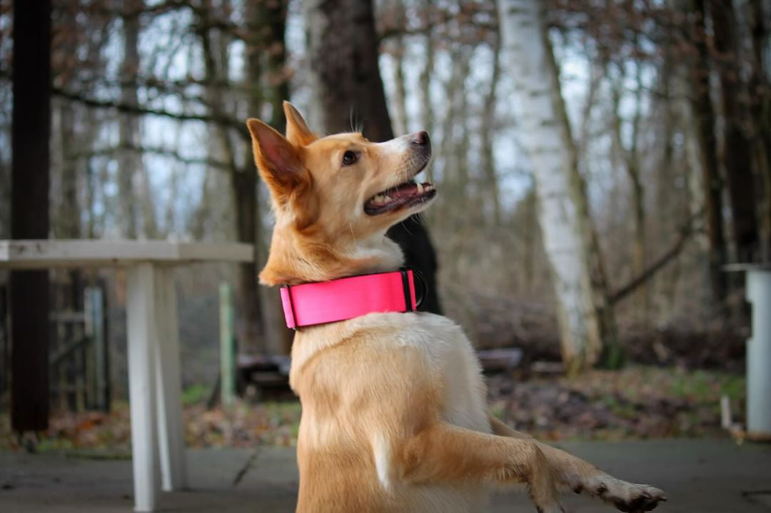 Collare tattico per cani di alta qualità rosa fluo taglia S