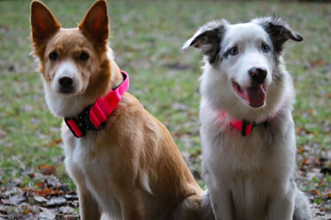 Collare tattico per cani di alta qualità rosa fluo taglia S