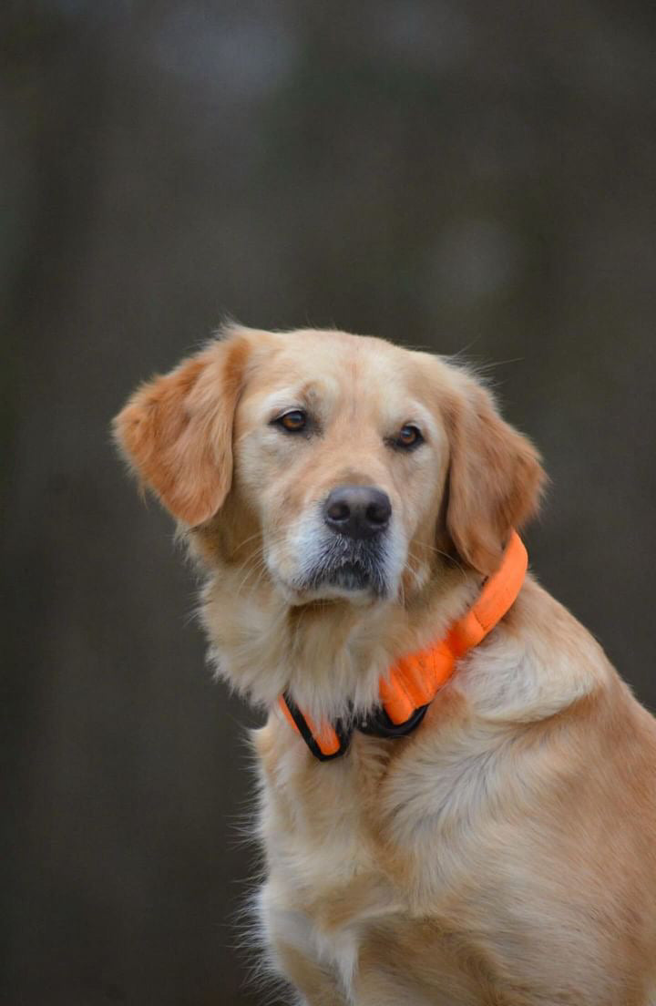 Collare tattico per cani di alta qualità arancione neon taglia S