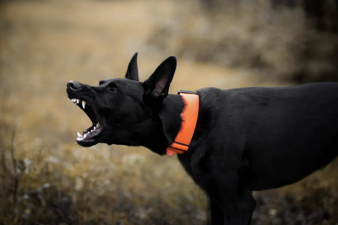 Collare tattico per cani di alta qualità arancione neon taglia S