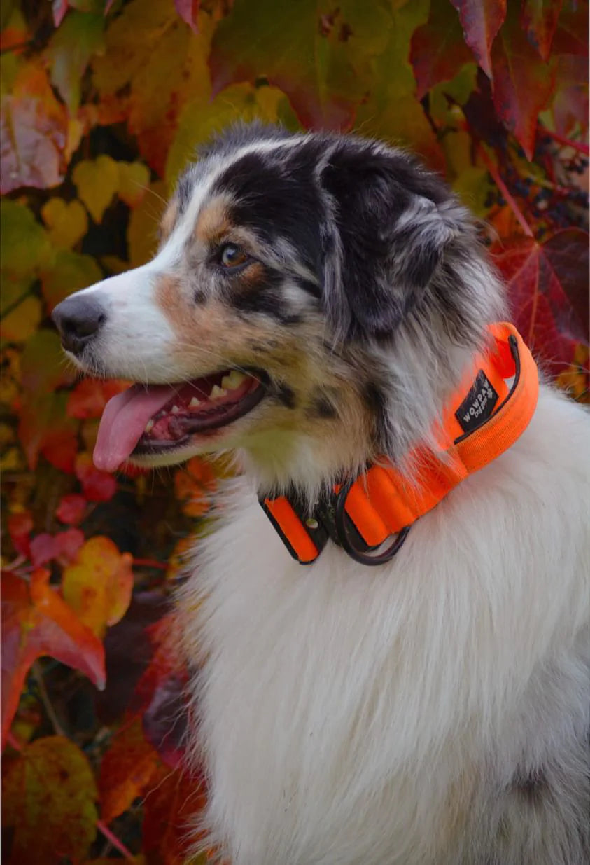 Collare tattico per cani di alta qualità arancione neon taglia S