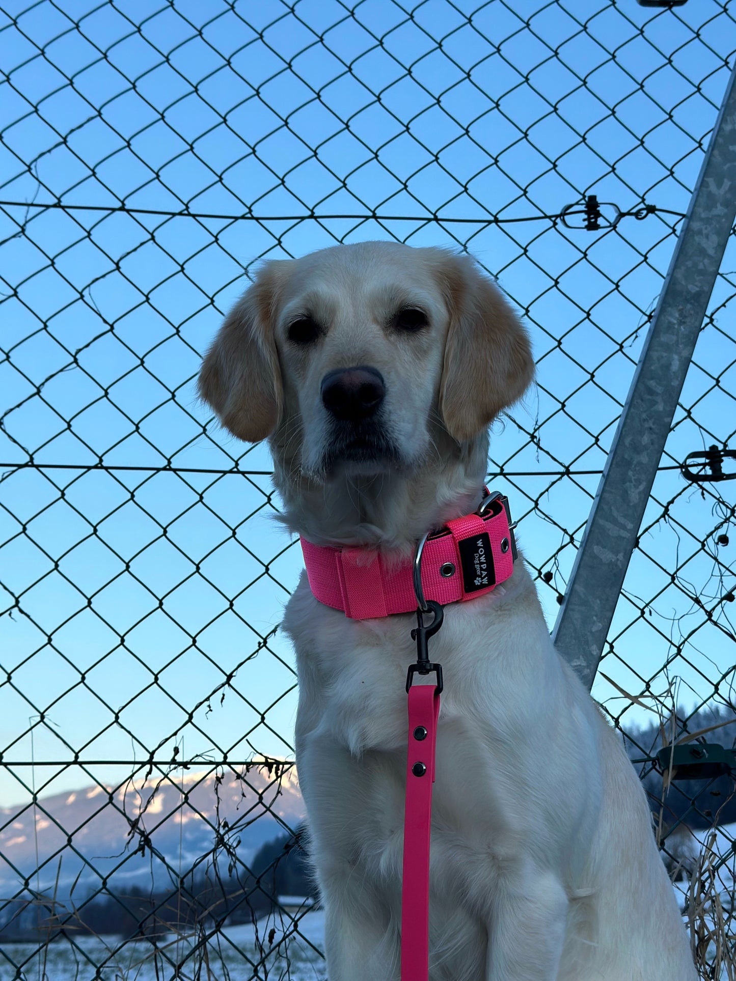 Collare per cani basic di alta qualità rosa neon taglia S