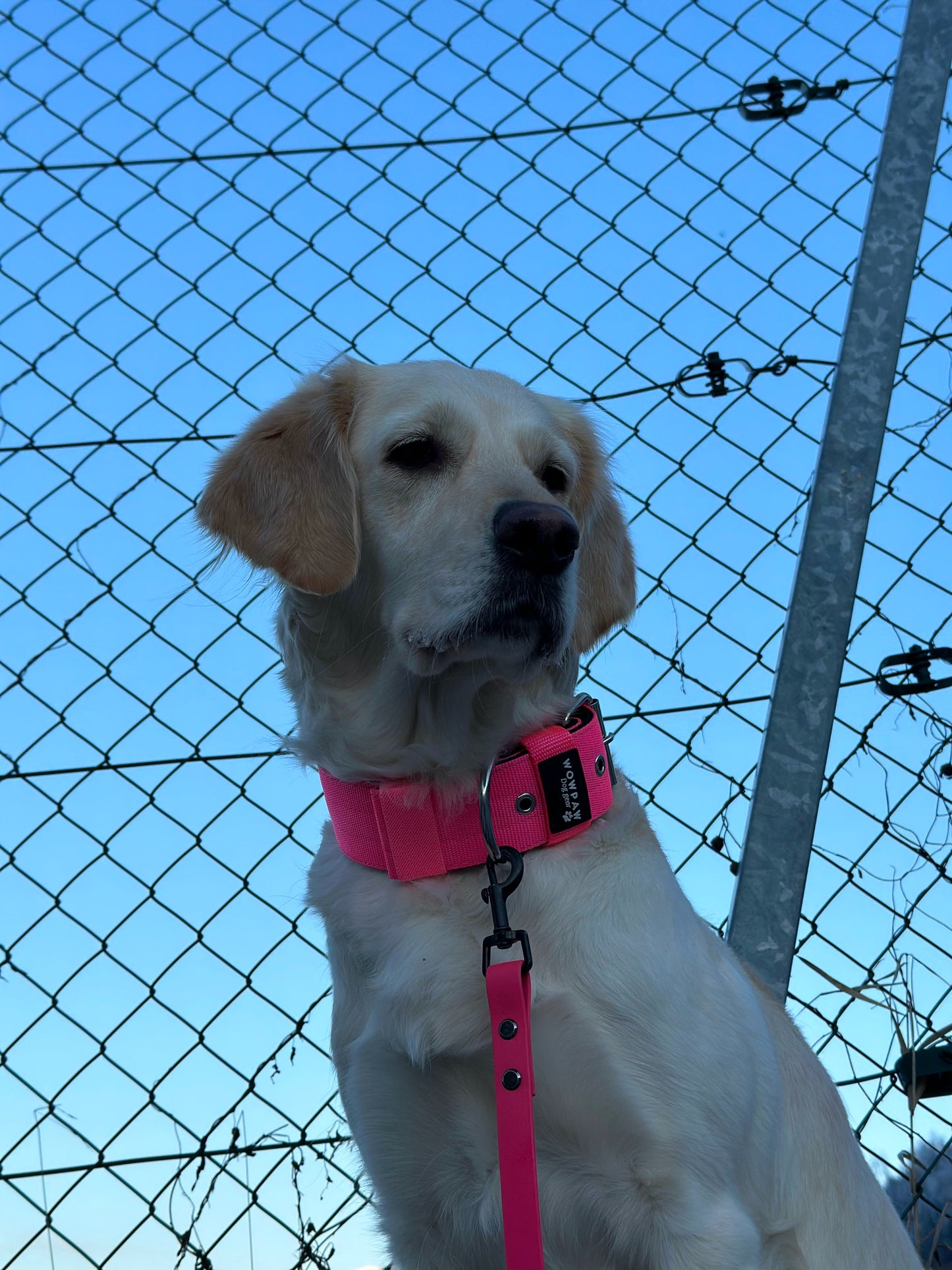 Collare per cani basic di alta qualità rosa neon taglia S