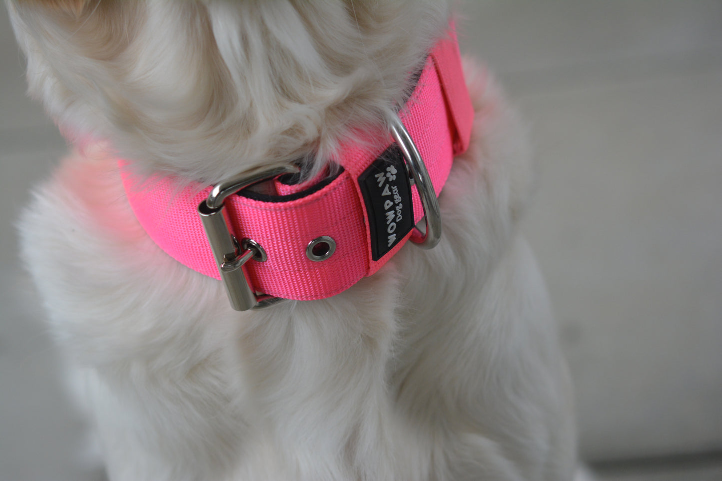 Collare per cani basic di alta qualità rosa neon taglia S