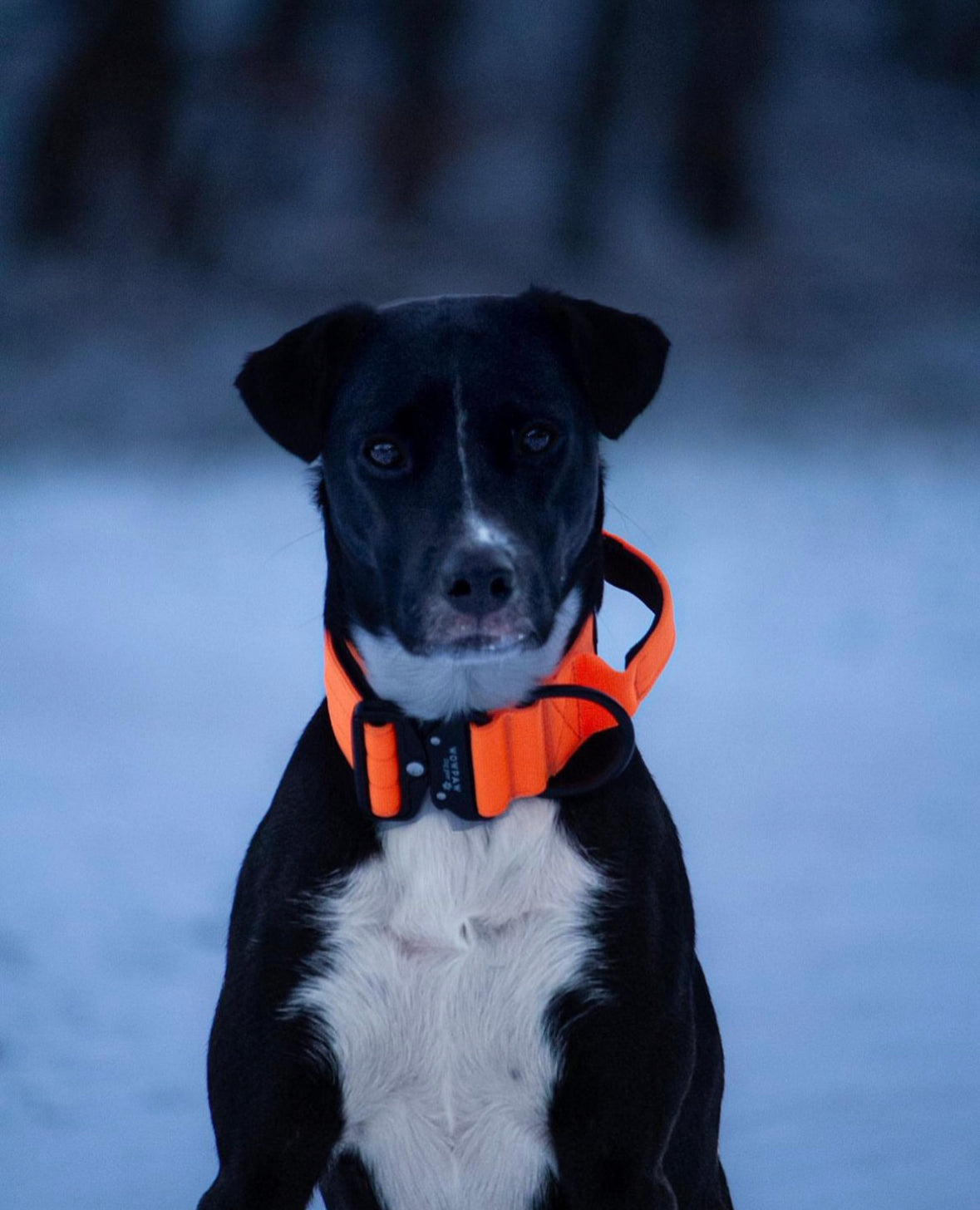Collare tattico per cani di alta qualità arancione neon taglia S