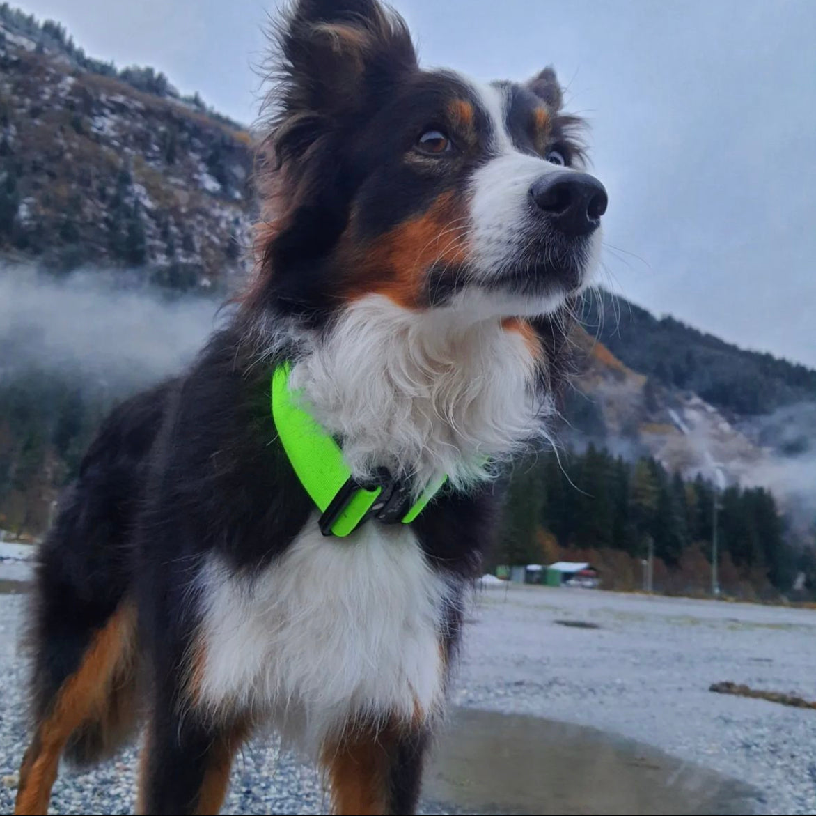 Collare tattico per cani di alta qualità verde neon taglia S