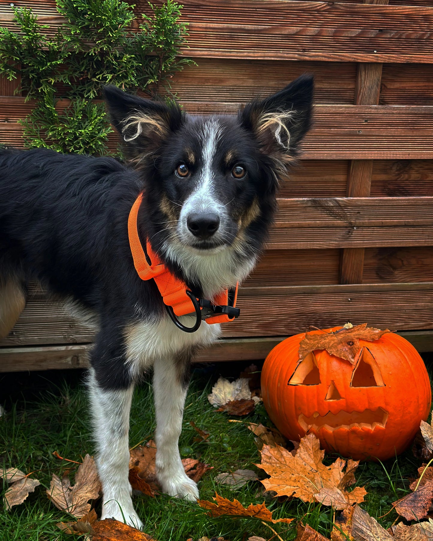 Collare tattico per cani di alta qualità arancione neon taglia S