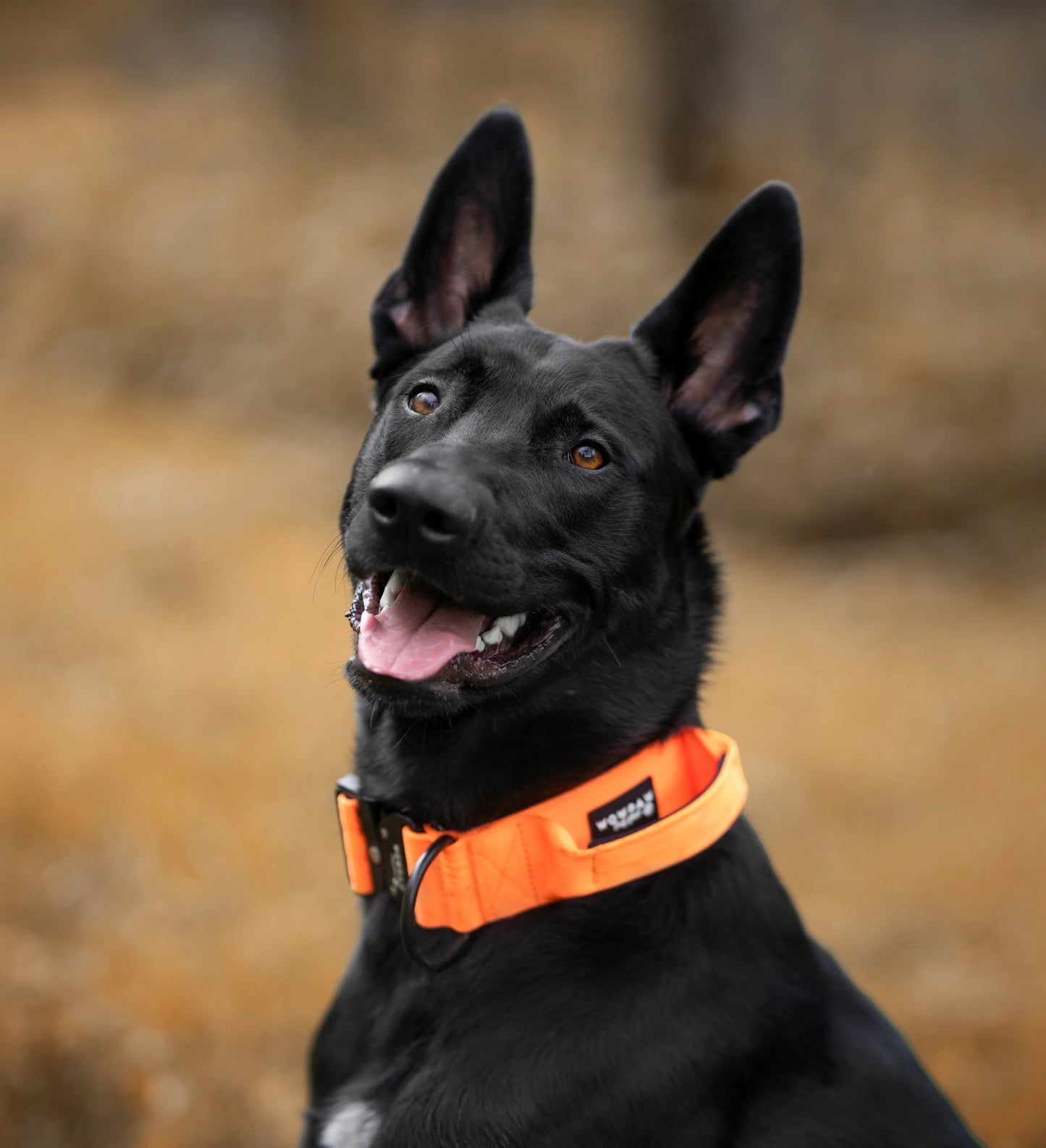 Collare tattico per cani di alta qualità arancione neon taglia S