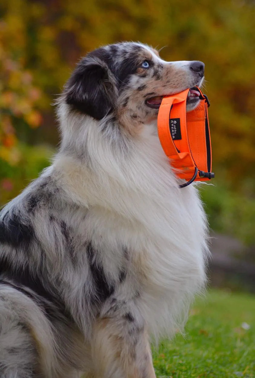 Collare tattico per cani di alta qualità arancione neon taglia S