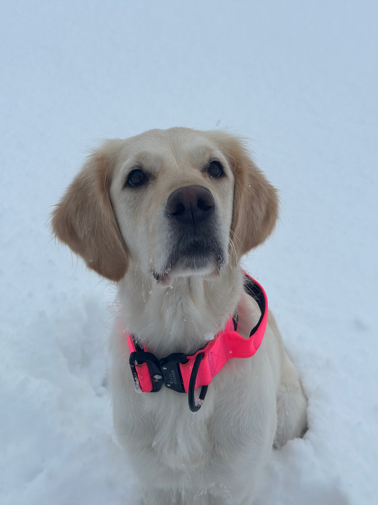 Collare tattico per cani di alta qualità rosa fluo taglia S