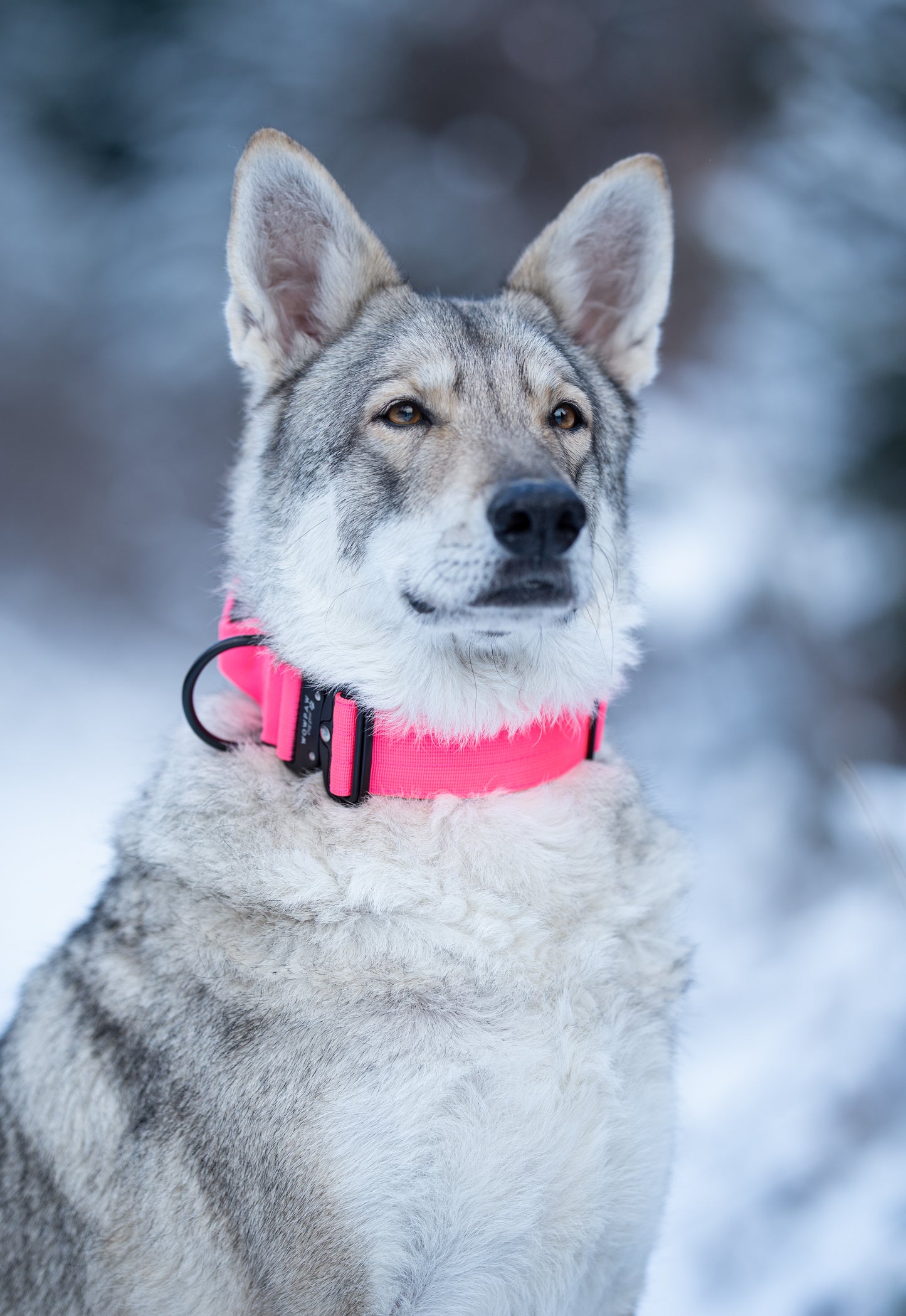 Collare tattico per cani di alta qualità rosa fluo taglia S