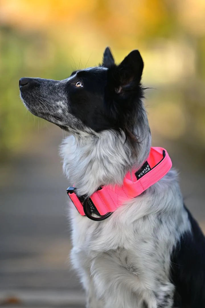 Collare tattico per cani di alta qualità rosa fluo taglia S