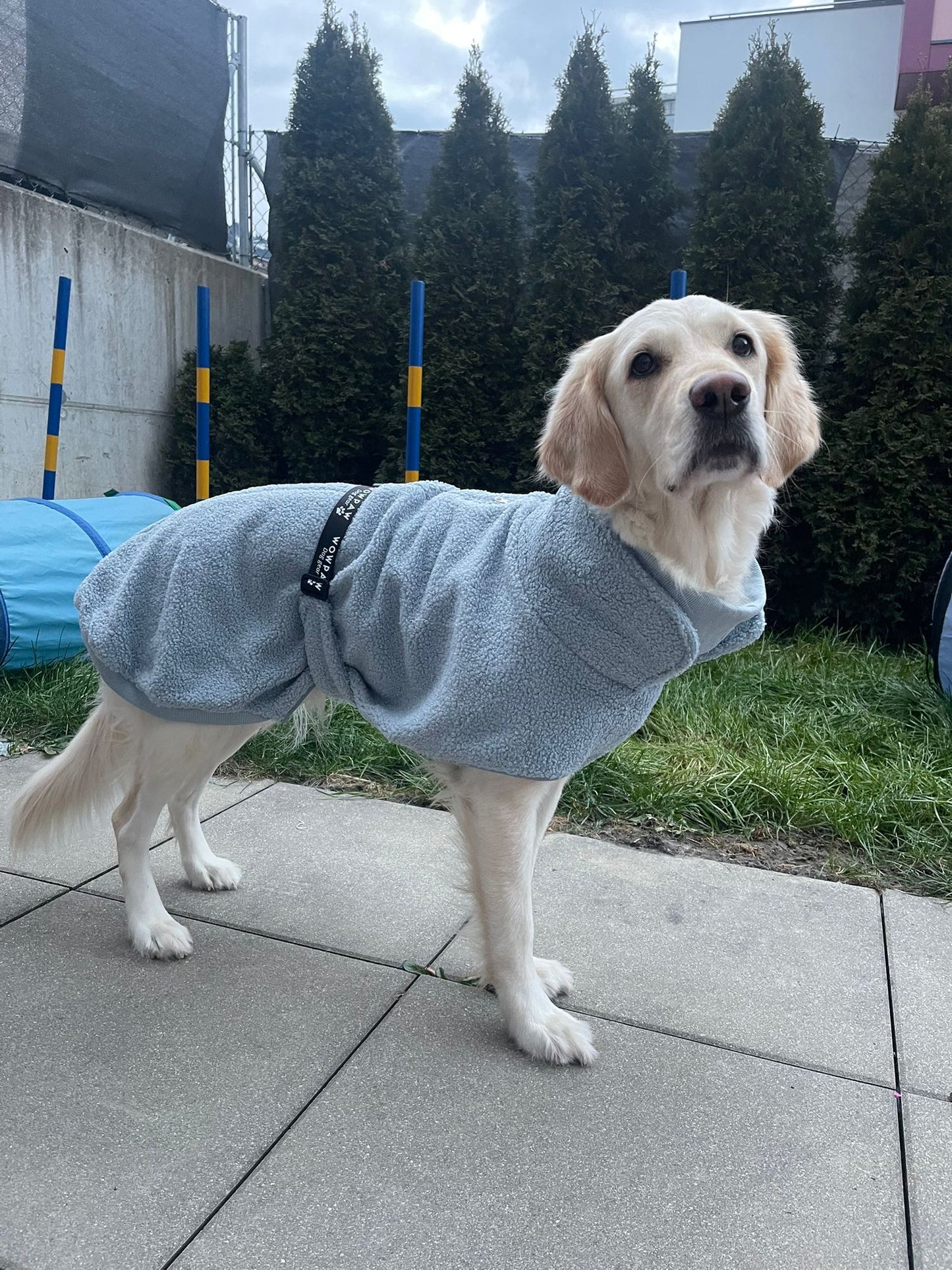 Sweter dla psa Wowpaw w kolorze pastelowym niebieskim